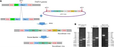 An efficient double-fluorescence approach for generating fiber-2-edited recombinant serotype 4 fowl adenovirus expressing foreign gene